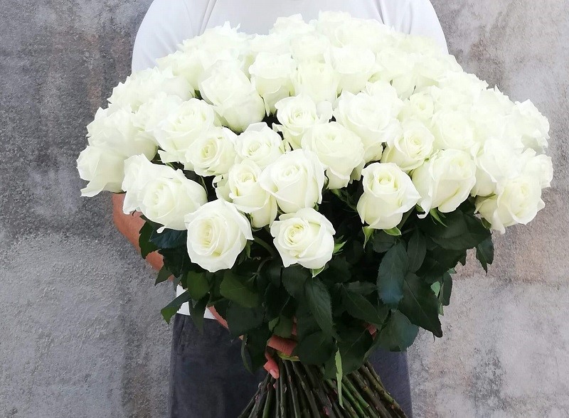 گل رز سفید 